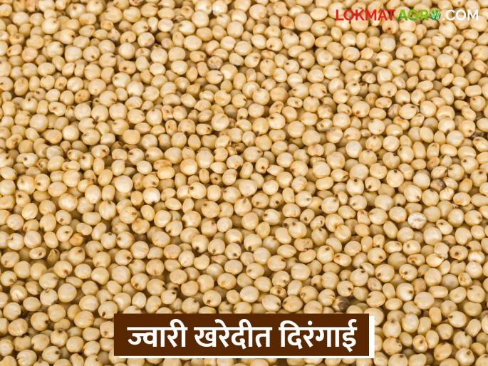 latest news Jwari Kharedi: Registered but no purchase; Nafed's negligence towards sorghum purchase | Jwari Kharedi : नोंदणी केली पण खरेदी नाही; ज्वारी खरेदीकडे नाफेडचे दुर्लक्ष वाचा सविस्तर latest news Jwari Kharedi: Registered but no purchase; Nafed's negligence towards sorghum purchase | Jwari Kharedi : नोंदणी केली पण खरेदी नाही; ज्वारी खरेदीकडे नाफेडचे दुर्लक्ष वाचा सविस्तर