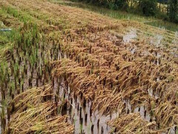 20 lakh hectares of crop affected in western Vidarbha | पश्चिम विदर्भात २० लाख हेक्टरील पीक बाधित  20 lakh hectares of crop affected in western Vidarbha | पश्चिम विदर्भात २० लाख हेक्टरील पीक बाधित