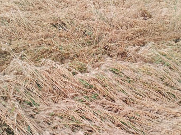 Loss of rabi crops due to unseasonal rains at vashim | अवकाळी पावसाच्या तडाख्यामुळे रब्बी पिकांचे नुकसान Loss of rabi crops due to unseasonal rains at vashim | अवकाळी पावसाच्या तडाख्यामुळे रब्बी पिकांचे नुकसान