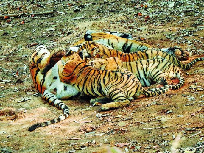 Tourists are attracted towards tigress Babli's family in the Alizanza buffer zone gate area of tadoba | बफरमधील अलिझंझा गेट परिसरात 'बबली'च्या परिवाराने घातली पर्यटकांना भुरळ Tourists are attracted towards tigress Babli's family in the Alizanza buffer zone gate area of tadoba | बफरमधील अलिझंझा गेट परिसरात 'बबली'च्या परिवाराने घातली पर्यटकांना भुरळ