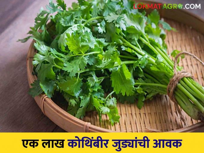 Kothimbir Market: Nashik Farmer Gets 'So Much' For 205 Coriander Seeds, Read Today's Market Prices | Kothimbir Market : नाशिकच्या शेतकऱ्यास 205 कोथिंबीर जुड्यांचे 'इतके' रुपये मिळाले, वाचा आजचे बाजारभाव Kothimbir Market: Nashik Farmer Gets 'So Much' For 205 Coriander Seeds, Read Today's Market Prices | Kothimbir Market : नाशिकच्या शेतकऱ्यास 205 कोथिंबीर जुड्यांचे 'इतके' रुपये मिळाले, वाचा आजचे बाजारभाव