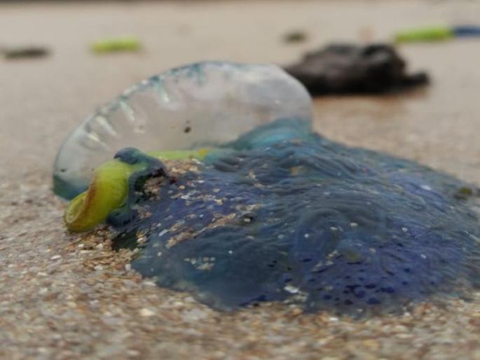 Jellyfish scare on city beaches | जुहू सिल्व्हर बीचवर मोठ्या प्रमाणात आले ऑइल टार बॉल व जेलीफिश Jellyfish scare on city beaches | जुहू सिल्व्हर बीचवर मोठ्या प्रमाणात आले ऑइल टार बॉल व जेलीफिश