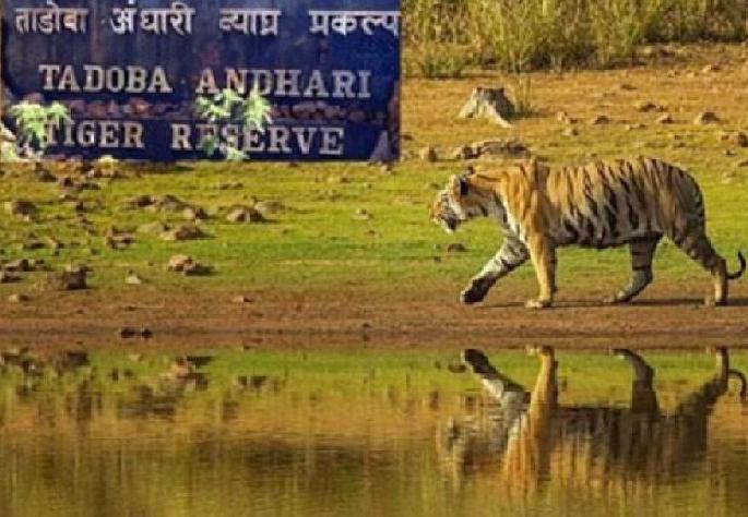 only vaccinated tourist to get entry in tadoba andhari tiger reserve | ताडाेबात पर्यटनासाठी दाेन्ही डाेस बंधनकारक, मास्कशिवाय 'एन्ट्री' नाही