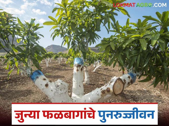 Latest News agriculture News Farmers are getting help to revive old orchards fruit farms | जुन्या फळबागांचं पुनरुज्जीवन, 'या योजनेंतर्गत शेतकऱ्यांना मिळतेय मदत, असा करा अर्ज 