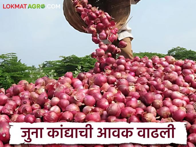 Kanda Market Pune : Large inflow of old onions in Pune Market Yard; Read how are you getting the price? | Kanda Market Pune : पुणे मार्केटयार्डात जुन्या कांद्याची मोठी आवक; वाचा कसा मिळतोय दर? Kanda Market Pune : Large inflow of old onions in Pune Market Yard; Read how are you getting the price? | Kanda Market Pune : पुणे मार्केटयार्डात जुन्या कांद्याची मोठी आवक; वाचा कसा मिळतोय दर?