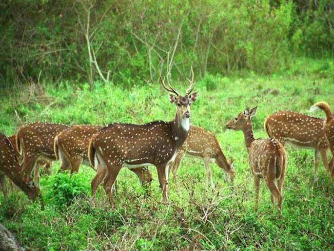 Sanctuaries are not enough | अभयारण्ये पुरेशी नाहीत  Sanctuaries are not enough | अभयारण्ये पुरेशी नाहीत