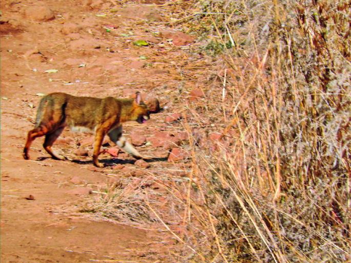 'Wild Cat' found on Vetal Hill in Pune; Useful for wildlife | पुण्यातील वेताळ टेकडीवर आढळली ‘जंगली कॅट’ ; 'वाइल्ड लाइफ'साठी उपयुक्त 'Wild Cat' found on Vetal Hill in Pune; Useful for wildlife | पुण्यातील वेताळ टेकडीवर आढळली ‘जंगली कॅट’ ; 'वाइल्ड लाइफ'साठी उपयुक्त