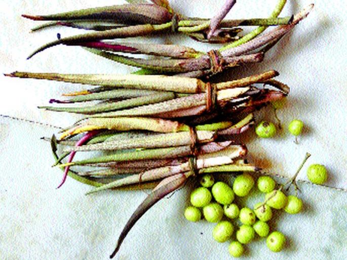 Rani Bhabhi 'Shewala' chemists on Mohini | रानभाजी ‘शेवळां’ची खवैय्यांवर मोहिनी