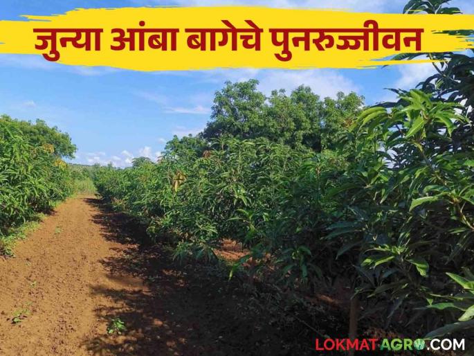 Latest News Mango Management How to revive an old mango orchard Know in detail  | Mango Management : जुन्या आंबा बागेचे पुनरुज्जीवन कसे कराल? जाणून घ्या सविस्तर 