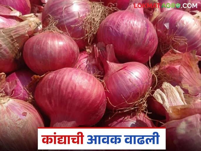 Kanda Bajar Bhav : Arrival of 10 thousand bags of onions in Otur Bajar; How did you get the price? | Kanda Bajar Bhav : ओतूर बाजारात कांद्याच्या १० हजार पिशवींची आवक; कसा मिळाला दर?