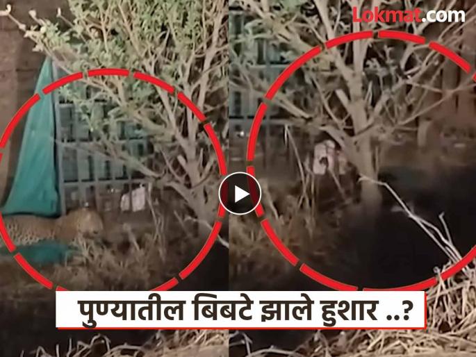 pune leopard attack videos leopards in Pune become smart Forest department's cage given a scolding | पिंजऱ्यात कोंबडी ठार, पण बिबट्या फरार...! पुण्यातील बिबटे झाले हुशार ? वन विभागाच्या पिंजऱ्याला दिली हुलकावणी pune leopard attack videos leopards in Pune become smart Forest department's cage given a scolding | पिंजऱ्यात कोंबडी ठार, पण बिबट्या फरार...! पुण्यातील बिबटे झाले हुशार ? वन विभागाच्या पिंजऱ्याला दिली हुलकावणी