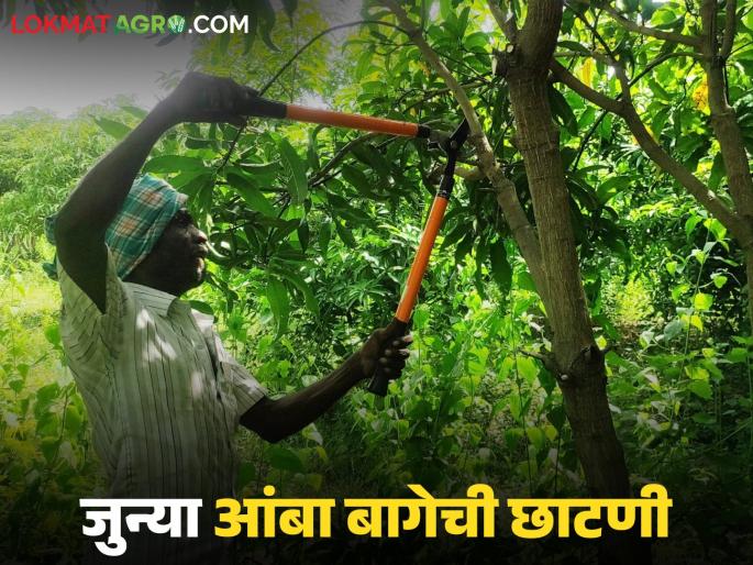 latest News Amba Bag Chatani Read in detail how to prune trees to revive an old mango orchard | जुन्या आंबा बागेच्या पुनरुज्जीवनासाठी झाडांची छाटणी कशी करावी, वाचा सविस्तर 