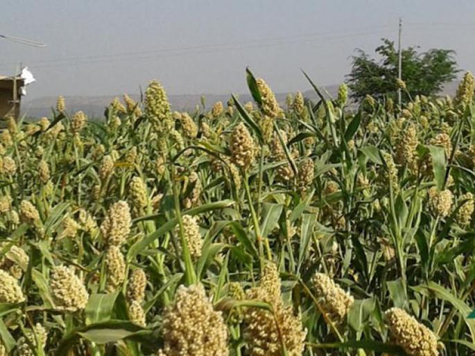 Avelia farming farm for birds; Like a farmer's parrot | पक्ष्यांसाठी शेत राखणारा अवलिया; शेतकऱ्याचं असंही पक्षीप्रेम