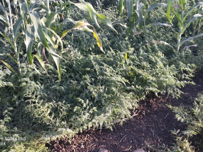 Use of sowing of Harbhara in Rabi sorghum | रबी ज्वारीच्या पिकात हरभऱ्याच्या पेरणीचा अफलातून प्रयोग Use of sowing of Harbhara in Rabi sorghum | रबी ज्वारीच्या पिकात हरभऱ्याच्या पेरणीचा अफलातून प्रयोग