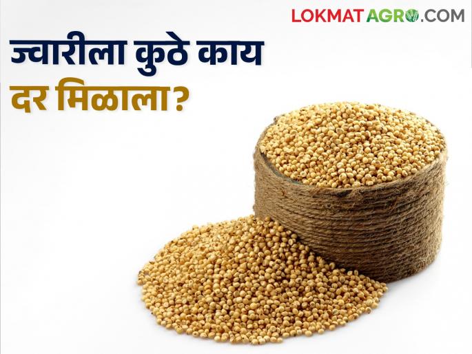Latest News 3 may 2024 todays sorghum market price in maharashtra market yards | Sorghum Market : आज ज्वारीला कुठे मिळाला सर्वाधिक भाव? वाचा सविस्तर बाजारभाव 