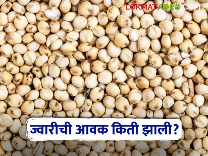 Latest News Todays Sorghum Jawar Market Price in market yard check here bajarbhav | Jawar Bajarbhav : शाळूची आवक सर्वाधिक, तर मालदांडीला चांगला भाव, वाचा ज्वारीचे बाजारभाव Latest News Todays Sorghum Jawar Market Price in market yard check here bajarbhav | Jawar Bajarbhav : शाळूची आवक सर्वाधिक, तर मालदांडीला चांगला भाव, वाचा ज्वारीचे बाजारभाव