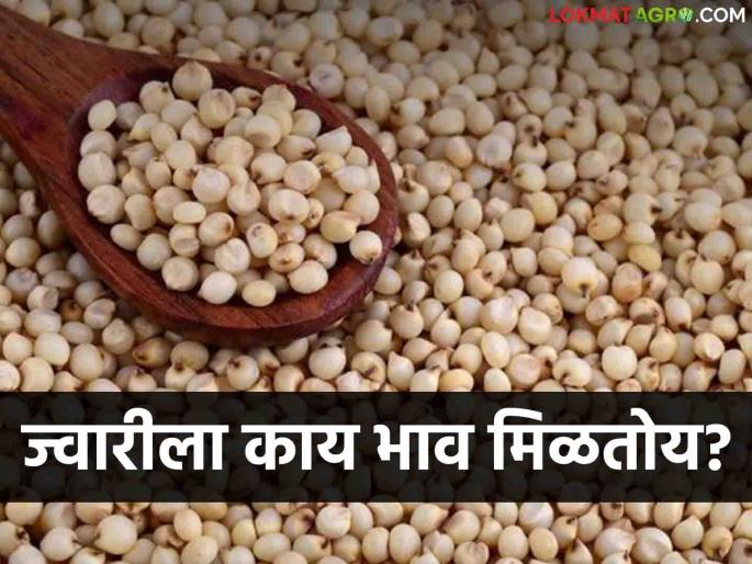 Latest News Todays Jawar Market Price in market yard check here sorghum market | Jawar Bajarbhav : नांदेड बाजारात सुवर्ण ज्वारीला काय भाव मिळाला? वाचा आजचे बाजारभाव Latest News Todays Jawar Market Price in market yard check here sorghum market | Jawar Bajarbhav : नांदेड बाजारात सुवर्ण ज्वारीला काय भाव मिळाला? वाचा आजचे बाजारभाव