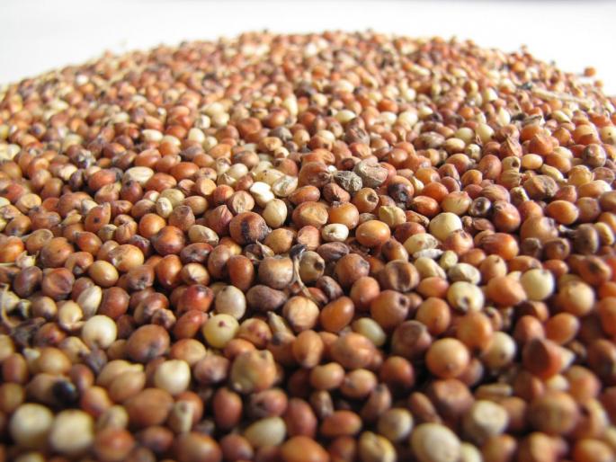 How much is this inflation? Time for humans to eat sorghum for chickens | किती ही महागाई? माणसांवर आता कोंबड्यांसाठीची ज्वारी खाण्याची वेळ, दरांत विक्रमी वाढ How much is this inflation? Time for humans to eat sorghum for chickens | किती ही महागाई? माणसांवर आता कोंबड्यांसाठीची ज्वारी खाण्याची वेळ, दरांत विक्रमी वाढ
