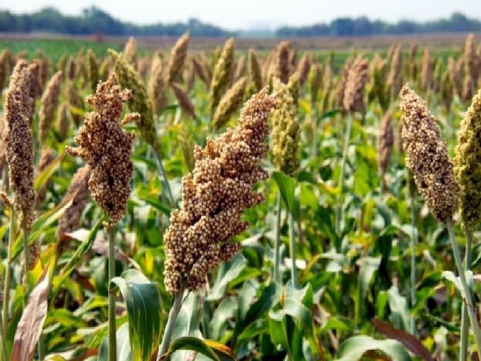In Sangli district, rabi is only 37 percent sown; Farmers worried due to lack of rain | सांगली जिल्ह्यात रब्बीची पेरणी केवळ ३७ टक्केच; पाऊस नसल्यामुळे शेतकरी चिंतेत In Sangli district, rabi is only 37 percent sown; Farmers worried due to lack of rain | सांगली जिल्ह्यात रब्बीची पेरणी केवळ ३७ टक्केच; पाऊस नसल्यामुळे शेतकरी चिंतेत