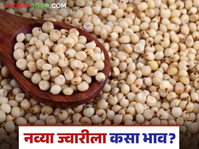 Jwari Bajar Bhav : New jowar reaches highest price of Rs 4200 per quintal got in Kedgaon Sub Market Committee | Jwari Bajar Bhav : केडगाव उपबाजार समितीत नवीन ज्वारीला मिळाला ४२०० रुपये उच्चांकी भाव Jwari Bajar Bhav : New jowar reaches highest price of Rs 4200 per quintal got in Kedgaon Sub Market Committee | Jwari Bajar Bhav : केडगाव उपबाजार समितीत नवीन ज्वारीला मिळाला ४२०० रुपये उच्चांकी भाव