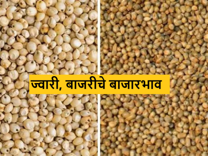 Jawari, Bajari Market millet in Paithan market and white sorghum in Pune market? | Jawari, Bajari Market : पैठण बाजारात बाजरी, तर पुणे बाजारात पांढऱ्या ज्वारीला काय भाव मिळाला? Jawari, Bajari Market millet in Paithan market and white sorghum in Pune market? | Jawari, Bajari Market : पैठण बाजारात बाजरी, तर पुणे बाजारात पांढऱ्या ज्वारीला काय भाव मिळाला?