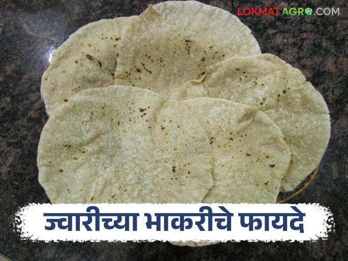 Latest news Jwarichi bhakari Does sorghum bread help with weight loss, see other benefits | Jwarichi Bhakari : ज्वारीच्या भाकरीने वजन कमी होतं का, आणखी काय फायदे आहेत?  Latest news Jwarichi bhakari Does sorghum bread help with weight loss, see other benefits | Jwarichi Bhakari : ज्वारीच्या भाकरीने वजन कमी होतं का, आणखी काय फायदे आहेत?