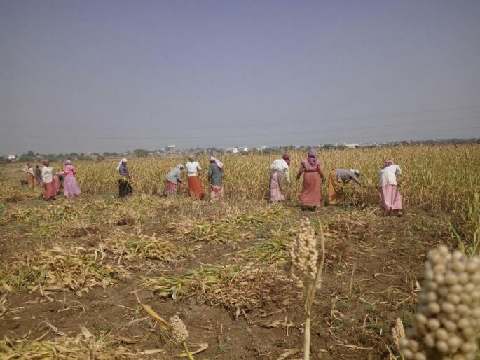 Sorghum and bajra prices have risen in Solapur district | सोलापूर जिल्ह्यात ज्वारी, बाजरीचे भाव कडाडले Sorghum and bajra prices have risen in Solapur district | सोलापूर जिल्ह्यात ज्वारी, बाजरीचे भाव कडाडले