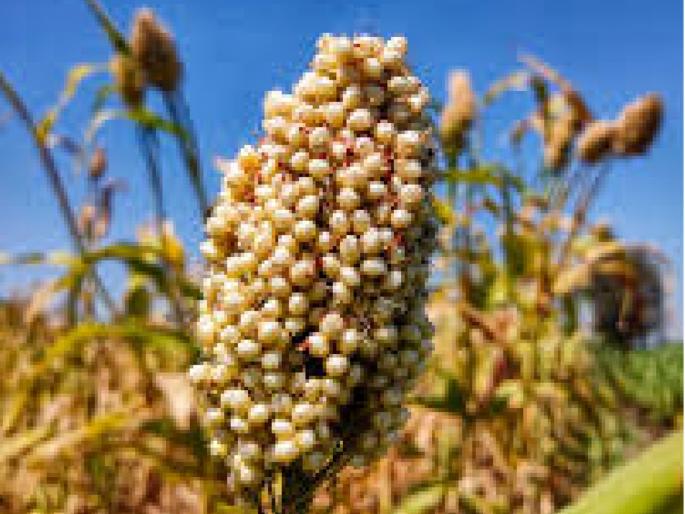 After GI classification, the price of Jalna's Dagadi jowar is the highest | लय भारी! जीआय मानांकनानंतर जालन्याच्या दगडी ज्वारीस सर्वाधिक दर, लागवडही वाढली After GI classification, the price of Jalna's Dagadi jowar is the highest | लय भारी! जीआय मानांकनानंतर जालन्याच्या दगडी ज्वारीस सर्वाधिक दर, लागवडही वाढली