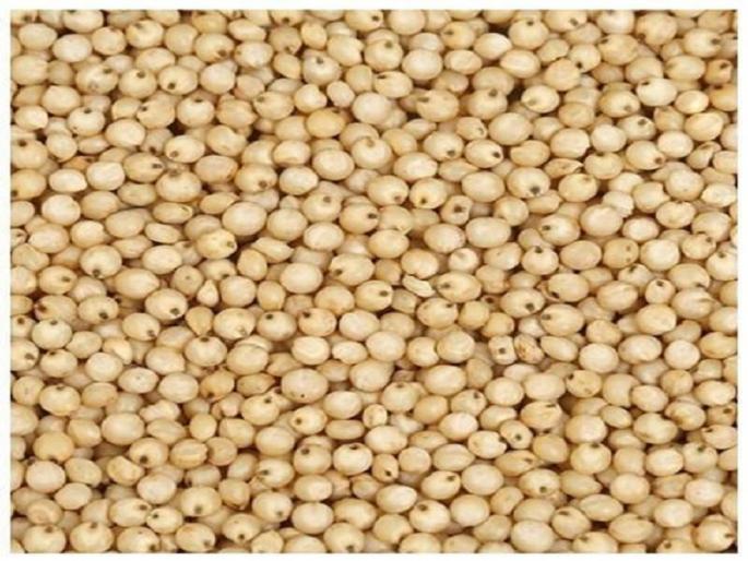 Farmers are being forced to sell merchandise at a rate of Rs. Six hundred less than guarantee. | व्यापाऱ्यांकडून शेतकऱ्यांची पिळवणूक, हमीभावापेक्षा सहाशे रुपये कमी दराने विक्री करावी लागतेय दादर Farmers are being forced to sell merchandise at a rate of Rs. Six hundred less than guarantee. | व्यापाऱ्यांकडून शेतकऱ्यांची पिळवणूक, हमीभावापेक्षा सहाशे रुपये कमी दराने विक्री करावी लागतेय दादर