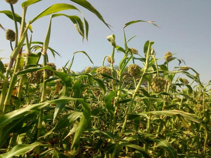 Tadwala Hurda got tremendous Market by Social Media | तडवळ्याच्या हुरड्याला मिळाली सोशल मीडियाची बाजारपेठ