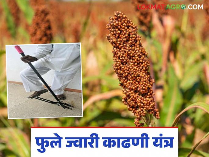 latest news Mahatma Phule Agricultural University's jowar harvesting machine read in detail | Jwari Kadhani Yantra : फुले ज्वारी काढणी यंत्राची किमया न्यारी, कमी कष्टात उत्पादन भारी, वाचा सविस्तर   latest news Mahatma Phule Agricultural University's jowar harvesting machine read in detail | Jwari Kadhani Yantra : फुले ज्वारी काढणी यंत्राची किमया न्यारी, कमी कष्टात उत्पादन भारी, वाचा सविस्तर