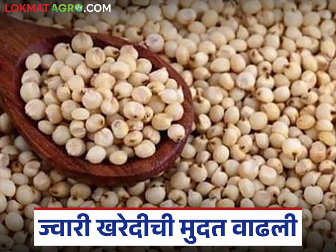 latest News Jwari Kharedi deadline for purchasing sorghum has been extended till 30th september | Jwari Kharedi : 'या' तारखेपर्यंत ज्वारी खरेदीची मुदत वाढली, केंद्र सरकारने दिली मंजुरी 