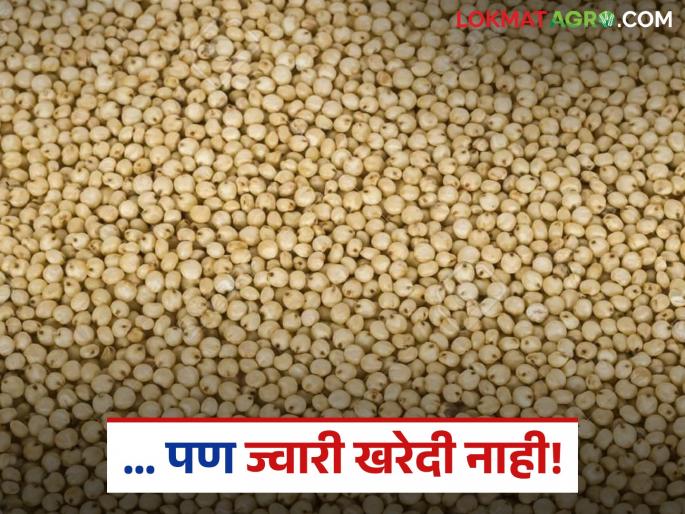 latest news Jwari Kharedi: The deadline for Jwari Kharedi has expired; Farmers' quintals of sorghum are stuck in vehicles | Jwari Kharedi : ज्वारी खरेदीची मुदत संपली; शेतकऱ्यांची क्विंटलनं ज्वारी गाड्यांत अडकली latest news Jwari Kharedi: The deadline for Jwari Kharedi has expired; Farmers' quintals of sorghum are stuck in vehicles | Jwari Kharedi : ज्वारी खरेदीची मुदत संपली; शेतकऱ्यांची क्विंटलनं ज्वारी गाड्यांत अडकली