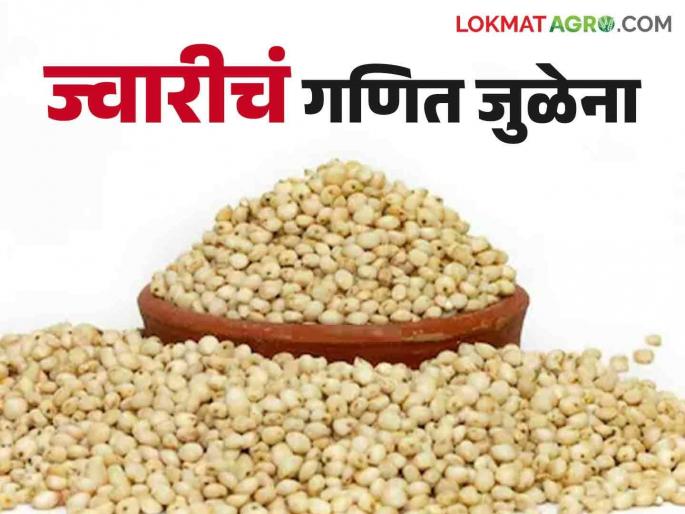 A big increase in planting costs in sorghum barns; The math of the market price does not match | ज्वारीच्या कोठारात लागवड खर्चात मोठी वाढ; बाजारभावाचे गणित जुळेना A big increase in planting costs in sorghum barns; The math of the market price does not match | ज्वारीच्या कोठारात लागवड खर्चात मोठी वाढ; बाजारभावाचे गणित जुळेना