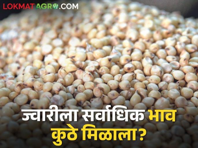 Latest News Sorghum Market Season's highest prices for white sorghum in Latur | Sorghum Market : लातुरात पांढऱ्या ज्वारीला हंगामातील सर्वाधिक भाव, जाणून घ्या आजचे बाजारभाव Latest News Sorghum Market Season's highest prices for white sorghum in Latur | Sorghum Market : लातुरात पांढऱ्या ज्वारीला हंगामातील सर्वाधिक भाव, जाणून घ्या आजचे बाजारभाव