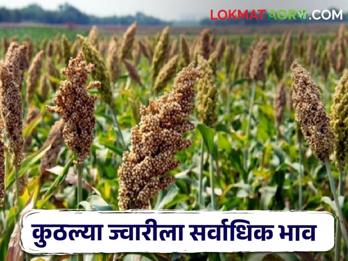 Latest News Todays Sorghum Market Price In maharashtra Market Yards | Sorghum Market : आज ज्वारीला क्विंटलमागे काय भाव मिळाला, वाचा आजचे सविस्तर दर 