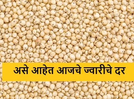 Latest News 21 april 2024 Sunday Sorghum Market Price In Maharashtra | Sorghum Market : पैठण बाजार समितीत रब्बी ज्वारीच्या दरात घसरण, आज काय भाव मिळाला? Latest News 21 april 2024 Sunday Sorghum Market Price In Maharashtra | Sorghum Market : पैठण बाजार समितीत रब्बी ज्वारीच्या दरात घसरण, आज काय भाव मिळाला?