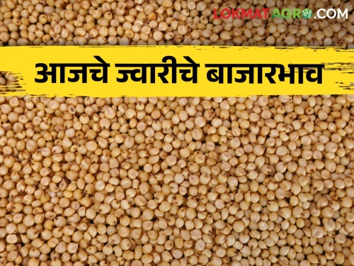 latest News Jwari Bajarbhav see sorghum arrival in maharashtra market yard check market price | Jwari Bajarbhav : राज्यातील बाजारात ज्वारीची आवक कशी? वाचा आजचे बाजार भाव latest News Jwari Bajarbhav see sorghum arrival in maharashtra market yard check market price | Jwari Bajarbhav : राज्यातील बाजारात ज्वारीची आवक कशी? वाचा आजचे बाजार भाव