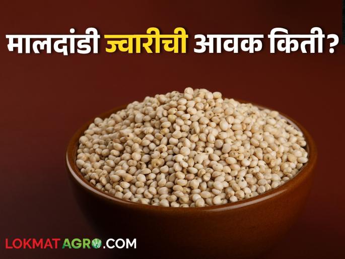 Latest News 26 april 2024 todays Sorghum market in pune market yards check here | Sorghum Market : पुणे बाजारात मालदांडी ज्वारीचा भाव वाढला, वाचा आजचे सविस्तर दर 