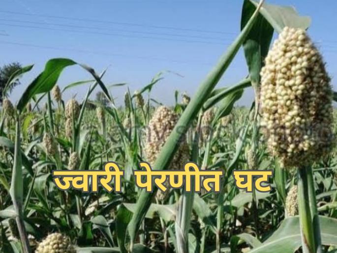 Latest news Decline in sorghum sowing in Rabi season, prices are also low | रब्बी हंगामात ज्वारी पेरणीत घट, दरही कमीच Latest news Decline in sorghum sowing in Rabi season, prices are also low | रब्बी हंगामात ज्वारी पेरणीत घट, दरही कमीच