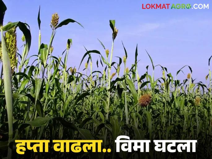 Big drop in insurance area under jowar crop this year; Deadline till December 15 for wheat, gram and onion | यंदा ज्वारी पिकाखालील विमा क्षेत्रात मोठी घट; गहू, हरभरा, कांद्याकरिता १५ डिसेंबरपर्यंतची मुदत Big drop in insurance area under jowar crop this year; Deadline till December 15 for wheat, gram and onion | यंदा ज्वारी पिकाखालील विमा क्षेत्रात मोठी घट; गहू, हरभरा, कांद्याकरिता १५ डिसेंबरपर्यंतची मुदत