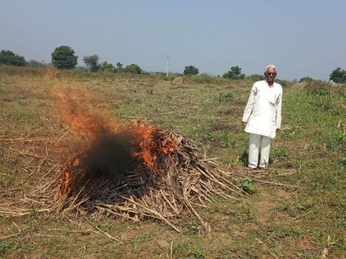 A tidal wave burned by a farmer fed by wildlife distress | वन्यप्राण्यांच्या त्रासाला कंटाळलेल्या शेतकऱ्याने पेटवून दिली ज्वारीची सुडी A tidal wave burned by a farmer fed by wildlife distress | वन्यप्राण्यांच्या त्रासाला कंटाळलेल्या शेतकऱ्याने पेटवून दिली ज्वारीची सुडी