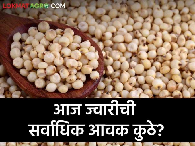Latest news Todays Jawar bajarbhav in market yards check here sorghum market price | Jawar Bajarbhav : राज्यातील बाजार समित्यांमध्ये ज्वारीला काय भाव मिळतोय? वाचा आजचे बाजारभाव Latest news Todays Jawar bajarbhav in market yards check here sorghum market price | Jawar Bajarbhav : राज्यातील बाजार समित्यांमध्ये ज्वारीला काय भाव मिळतोय? वाचा आजचे बाजारभाव