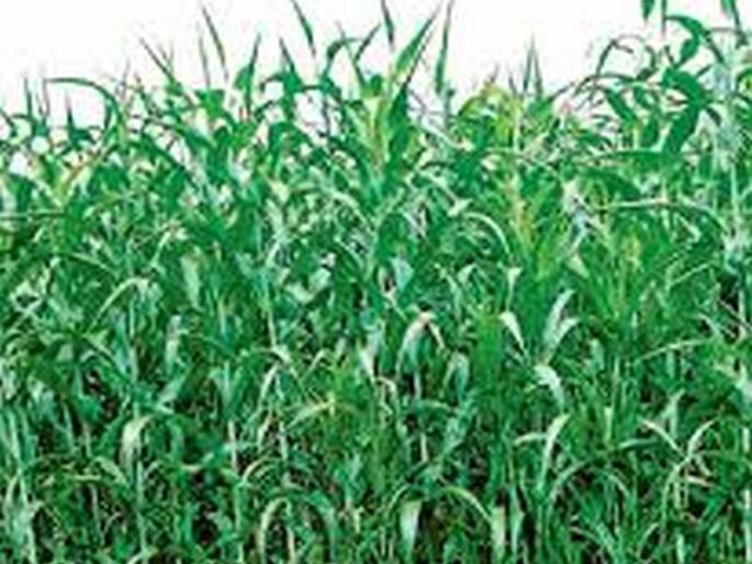 8 cows die after eating sorghum plants | ज्वारीचे कोमटे खाल्ल्याने ८ गार्ईंचा मृत्यू 