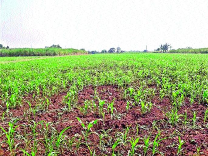 On the way to the burning of jowar, the farmers hatching | ज्वारी जळण्याच्या मार्गावर, शेतकरी हवालदिल