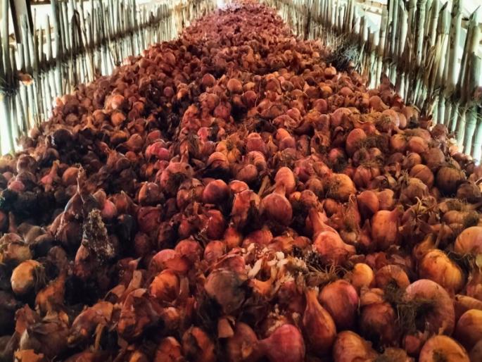 Loss of 750 bags of onions stored in the hope of getting a price; 2 farmers Havaldil of Ambegaon taluk | भाव मिळण्याची आशा; ७५० कांद्याच्या पिशव्यांचे नुकसान; आंबेगाव तालुक्यातील २ शेतकरी चिंतेत Loss of 750 bags of onions stored in the hope of getting a price; 2 farmers Havaldil of Ambegaon taluk | भाव मिळण्याची आशा; ७५० कांद्याच्या पिशव्यांचे नुकसान; आंबेगाव तालुक्यातील २ शेतकरी चिंतेत