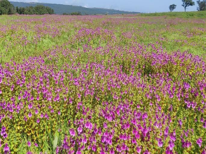Kas Pushpa Plateau is decorated with flowers with tourists | Satara: कास पुष्प पठार पर्यटकांबरोबर फुलांनी सजले!, कुमुदिनीच्या पांढऱ्या कमळांचे आकर्षण Kas Pushpa Plateau is decorated with flowers with tourists | Satara: कास पुष्प पठार पर्यटकांबरोबर फुलांनी सजले!, कुमुदिनीच्या पांढऱ्या कमळांचे आकर्षण