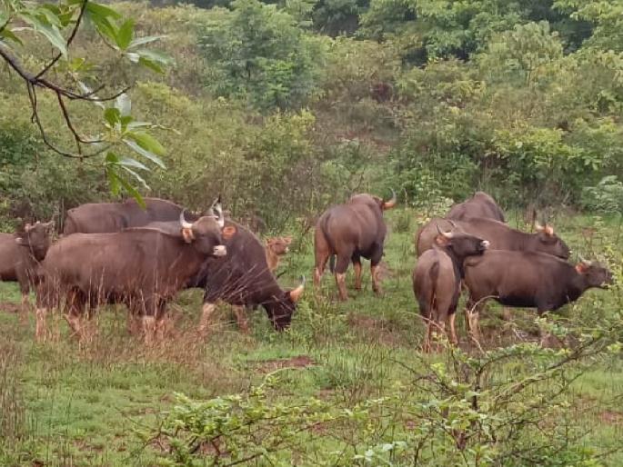 gaur in the Kas area, An atmosphere of fear among tourists | Kaas plateau: कास परिसरात गव्यांचा वावर, पर्यटकांना होतयं वारंवार दर्शन