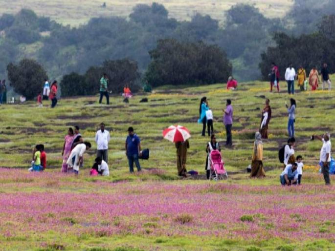 Along with flowers, the Kas Plateau in Satara is also crowded with tourists this year, A revenue of one and a half crores | साताऱ्यातील कास पठारावर यंदा फुलांबरोबरच पर्यटकांचाही बहर!, दीड कोटींचा महसूल जमा Along with flowers, the Kas Plateau in Satara is also crowded with tourists this year, A revenue of one and a half crores | साताऱ्यातील कास पठारावर यंदा फुलांबरोबरच पर्यटकांचाही बहर!, दीड कोटींचा महसूल जमा