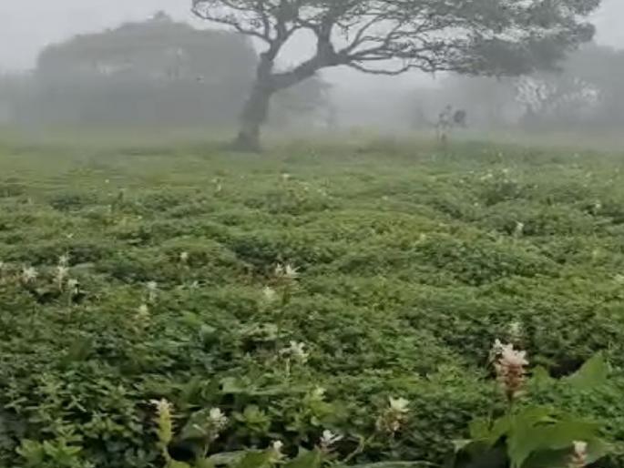 The Kas plateau bloomed with white flowers, planning the eve of the season | Satara: कास पठार चवरच्या पांढऱ्या रंगाच्या फुलांनी बहरले, हंगामाच्या पूर्वसंध्येला नियोजनाची लगबग The Kas plateau bloomed with white flowers, planning the eve of the season | Satara: कास पठार चवरच्या पांढऱ्या रंगाच्या फुलांनी बहरले, हंगामाच्या पूर्वसंध्येला नियोजनाची लगबग